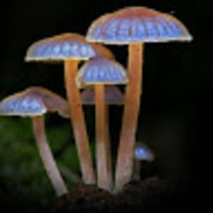 Meet your Posher, Mariah